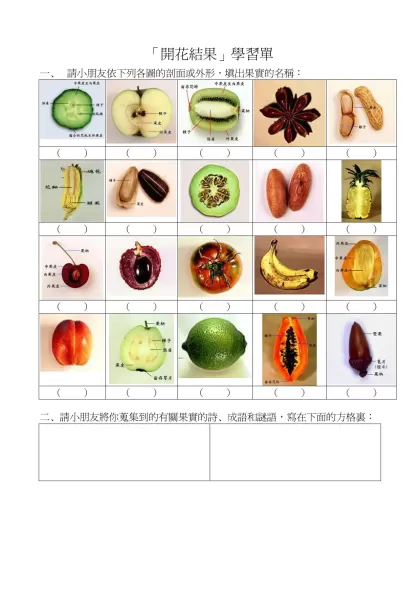 「開花結果」學習單-請小朋友依下列各圖的剖面或外形，填出果實的名稱：
