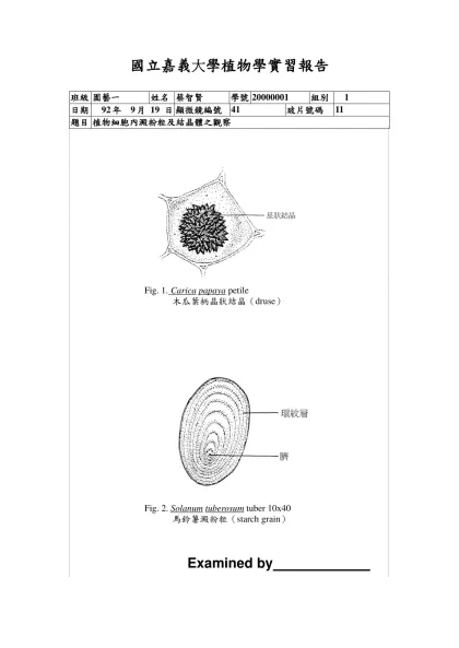 植物學實習報告範例-國立嘉義大學植物學實習報告